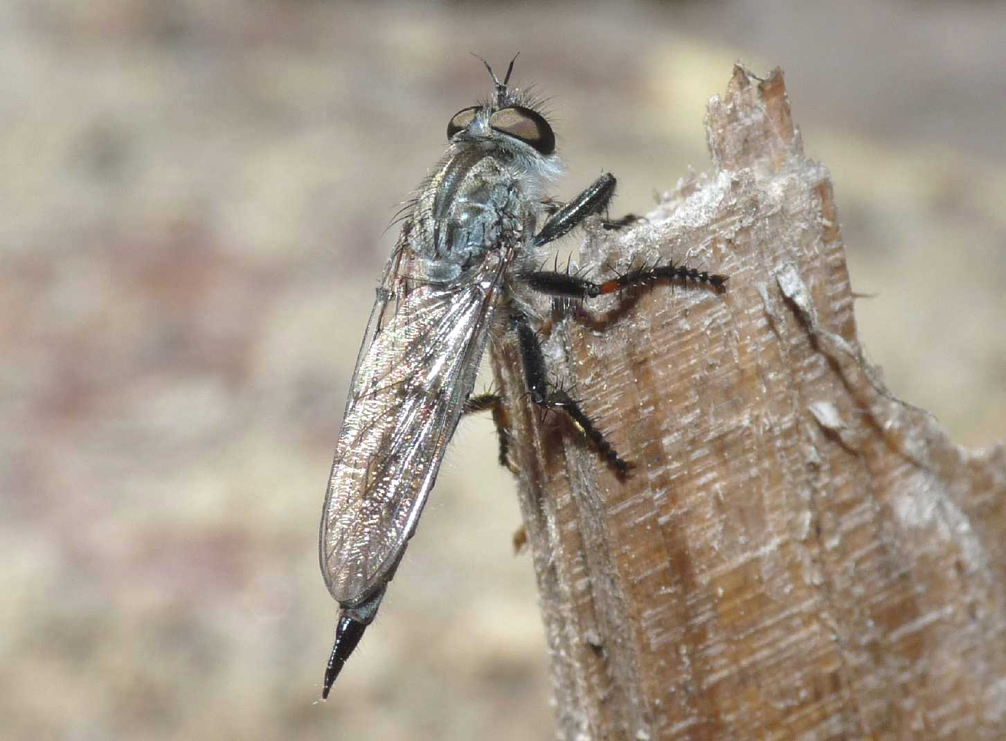 Asilidae